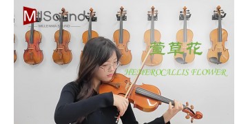 Hemerocallis Flower（Violin Cover）